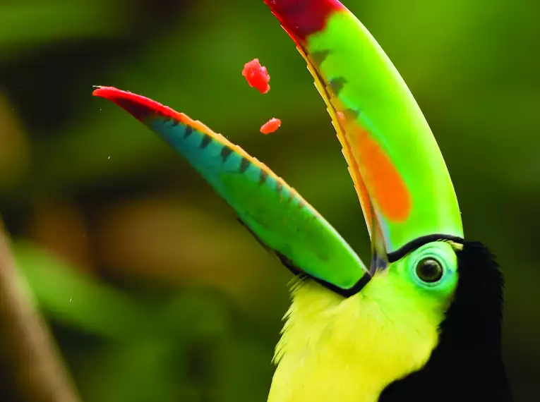 Tukan auf Costa Rica