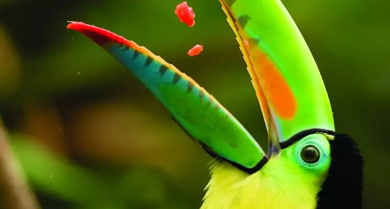 Tukan auf Costa Rica