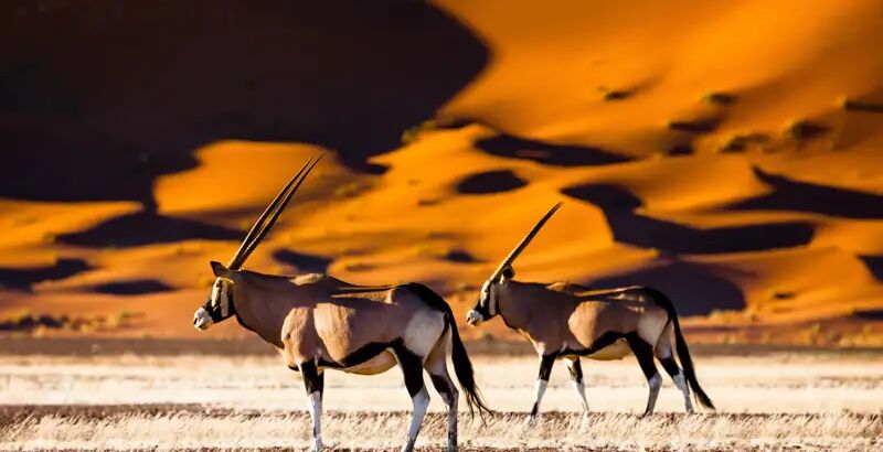 Rote Dünen von Sossusvlei im Morgenlicht, Oryx-Antilope im Vordergrund, blauer Himmel – Sinnbild für Namibias Weite, Wüste & Wildlife.