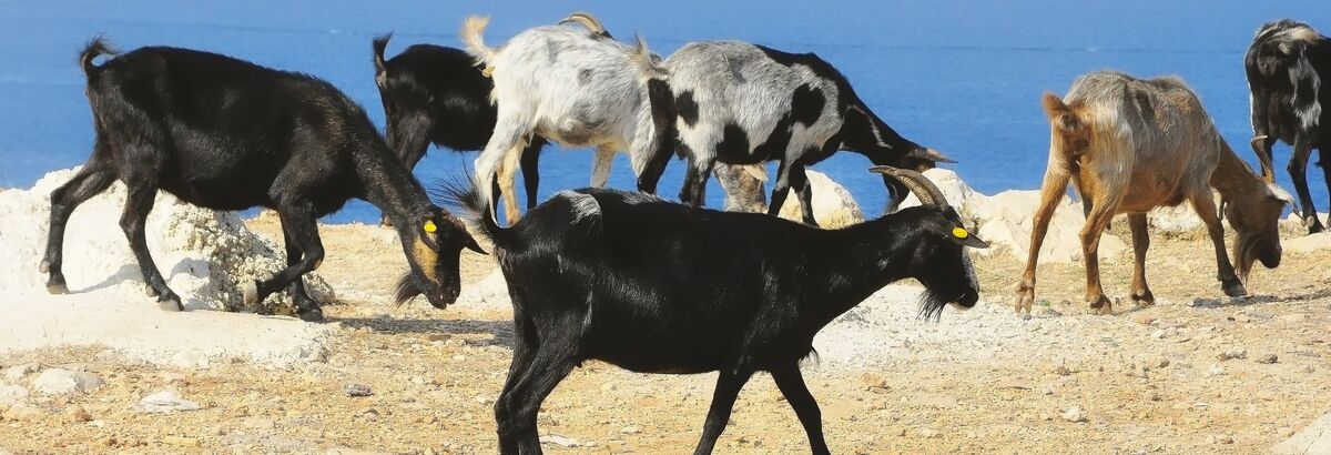 Ziegen an der Küste Albaniens 