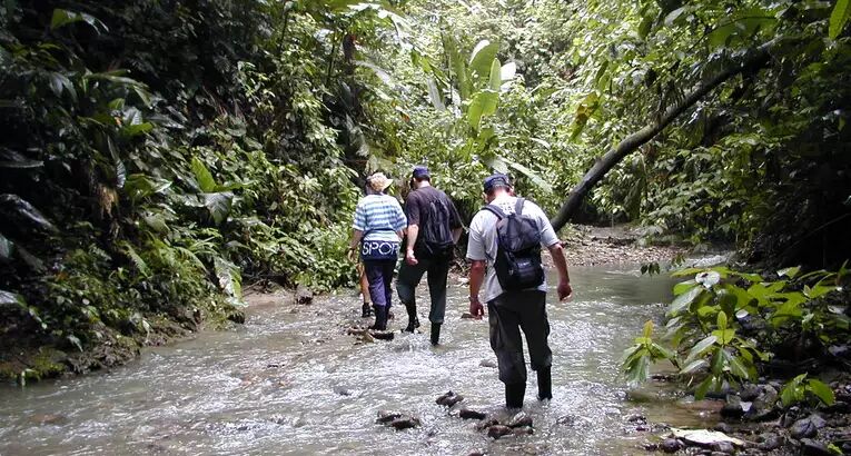 Dichter Dschungel in Costa Rica