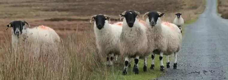 Schafe in Irland 