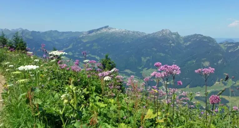 Allgäu Panorama