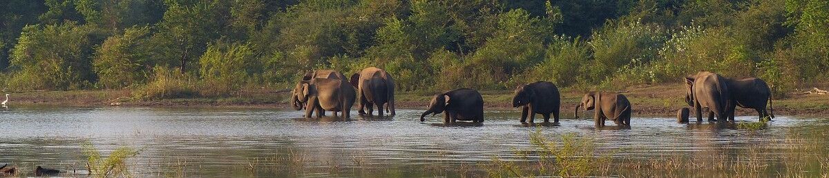 Elefanten beim Baden in Sri Lankas Nationalpark
