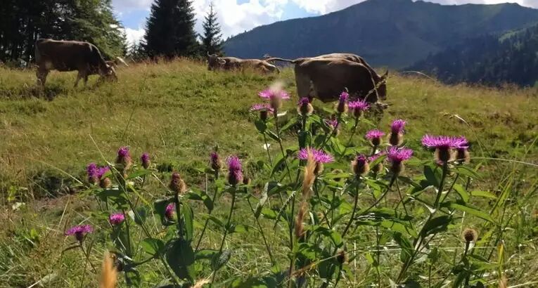 Wandern im Allgäu: zwischen Kühen und Almwiesen