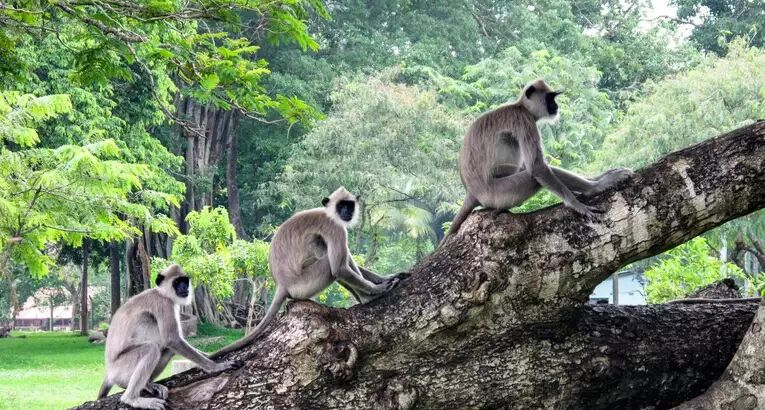 Drei Affen im Horton Plains National Park in Sri Lanka