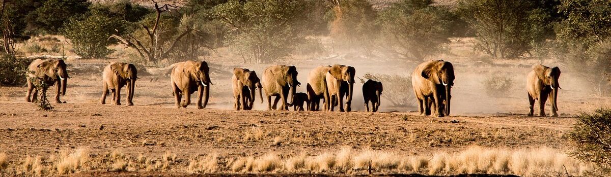 Elefanten im Etosha Park