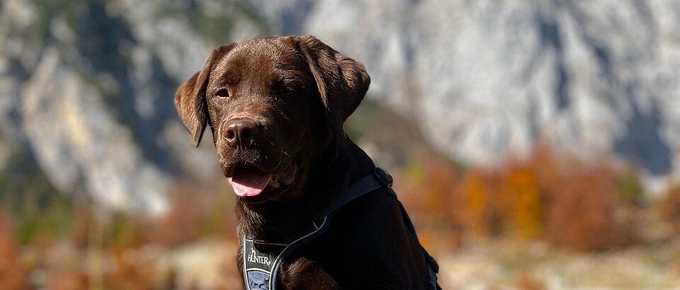 Gemeinsam unterwegs: Wandern mit Hund verbindet Naturerlebnis, Bewegung und unvergessliche Momente in den Bergen
