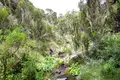 Kilimanjaro: Marangu-Route - Bild 6