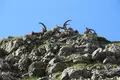 Allgäu Durchquerung - Bild 39