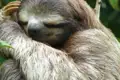 Höhepunkte Costa Ricas in 11 Tagen erleben - Bild 6
