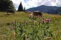 Bergwanderwoche rund um Oberstdorf im Allgäu - Bild 8