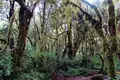 Kilimanjaro: Lemosho-Route (Northern Circuit)  - Bild 6