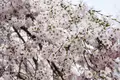 Japan: Kirschblüte oder Herbstlaub zaubern Farbenwunder - Bild 7