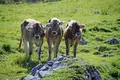 Allgäu Durchquerung - Bild 2