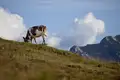 Individuelle Alpenüberquerung vom Tegernsee nach Sterzing  - Bild 10