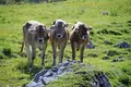 Individuelle Alpenüberquerung vom Tegernsee nach Sterzing  - Bild 1