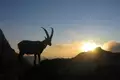 Steinbock-Wanderwoche im Allgäu - Bild 1