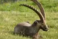Steinbock-Wanderwoche im Allgäu - Bild 5
