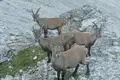 Steinbock-Wanderwoche im Allgäu - Bild 11