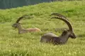 Steinbock-Wanderwoche im Allgäu - Bild 15