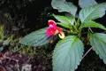Kilimanjaro: Marangu-Route - Bild 12