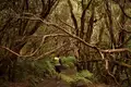 Die Highlights Teneriffas erwandern - Bild 6