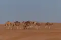 Oman - Ein Duft von 1001 Nacht im 21. Jahrhundert - Bild 13