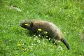 Allgäu Durchquerung - Bild 33
