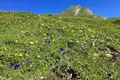Steinbock-Wanderwoche im Allgäu - Bild 26
