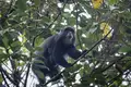 Kilimanjaro: Lemosho-Route (Northern Circuit)  - Bild 14