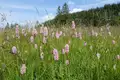 Allgäuer Hörnertour  - Bild 10