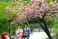 Japan: Kirschblüte oder Herbstlaub zaubern Farbenwunder - Bild 3