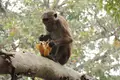 Magisches Sri Lanka - Eine Reise durch Geschichte, Natur und Kultur - Bild 6