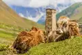 Georgien für Einsteiger: Naturwunder und Kulturschätze im Herzen des Kaukasus - Bild 4