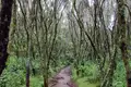Kilimanjaro: Marangu-Route - Bild 4