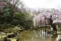 Japan: Kirschblüte oder Herbstlaub zaubern Farbenwunder - Bild 16