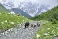 Georgien für Einsteiger: Naturwunder und Kulturschätze im Herzen des Kaukasus - Bild 14