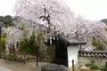 Japan: Kirschblüte oder Herbstlaub zaubern Farbenwunder - Bild 18