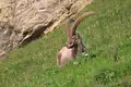 Steinbock-Wanderwoche im Allgäu - Bild 19