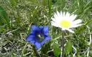 Alpenblumen am Wegesrand Ein Enzian und ein Gänseblümchen zwischen Gräsern auf einer Wiese in den Alpen.