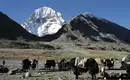 Yak-Herden vor dem schneebedeckten Kailash Yaks grasen auf einem Plateau vor dem majestätischen, schneebedeckten Berg Kailash.