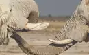 Elefantenbegegnung im Etosha Nationalpark Nahaufnahme von zwei Elefantenrüsseln in der Savanne des Etosha Nationalparks in Namibia.