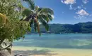 Tropische Seychellen Strandidylle Idyllischer Strand mit Palmen und türkisfarbenem Meer auf den Seychellen.