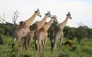 Botswana & Simbabwe - Vom Okavango-Delta zu den majestätischen Victoriafällen
