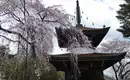 Japan: Kirschblüte vor einem traditionellen Tempel Kirschblütenbaum vor einem traditionellen Tempel in Japan, blauer Himmel im Hintergrund.