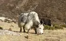 Unsere Begleiter: Yaks im Himalaya Ein Yak frisst Gras in der Berglandschaft Nepals.