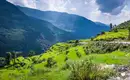 Reisfelder in Nepals Berglandschaft Grüne Terrassenfelder in Nepals bergiger Landschaft mit Fernsicht.