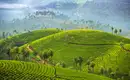 Immer wieder beeindruckend: die Farben der grünen Teeplantagen Üppige grüne Hügel voller Teeplantagen in Sri Lanka, ein faszinierendes Landschaftsbild.