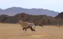 Oryx in der namibischen Wüstenlandschaft Ein Oryx-Antilopen läuft in einer kargen Wüstenlandschaft von Namibia.